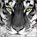 tiger's Avatar